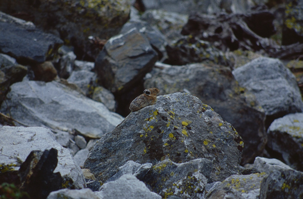 20000802   Yellowstone 210